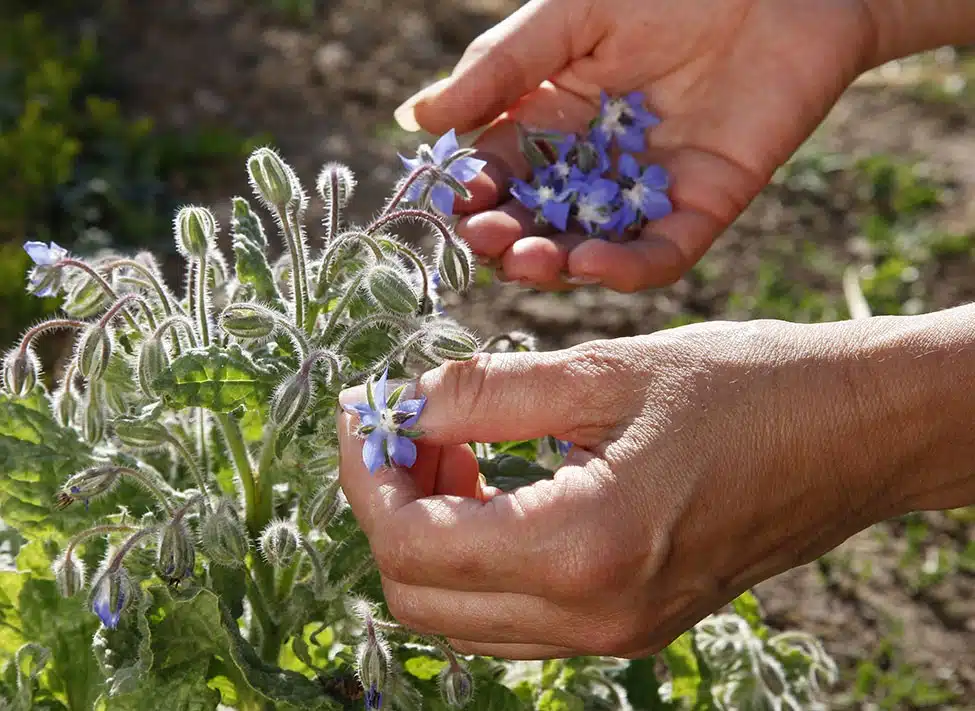 Les secrets des plantes à feuilles rouges beauté et bienfaits pour votre jardin