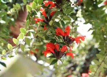 Les secrets des plantes à feuilles rouges beauté et bienfaits pour votre jardin