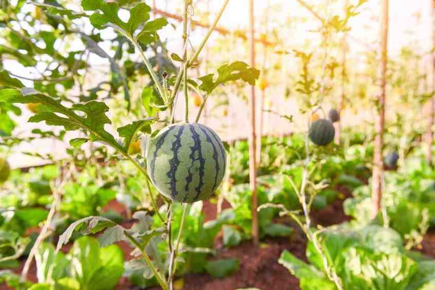 Quand et comment planter des melons ?