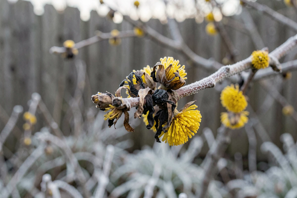 Branches de mimosa endommagées par le gel tardif, montrant des fleurs noircies et des pompons jaunes survivants en gros plan