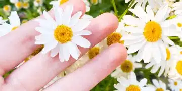 person holding white and yellow flowers