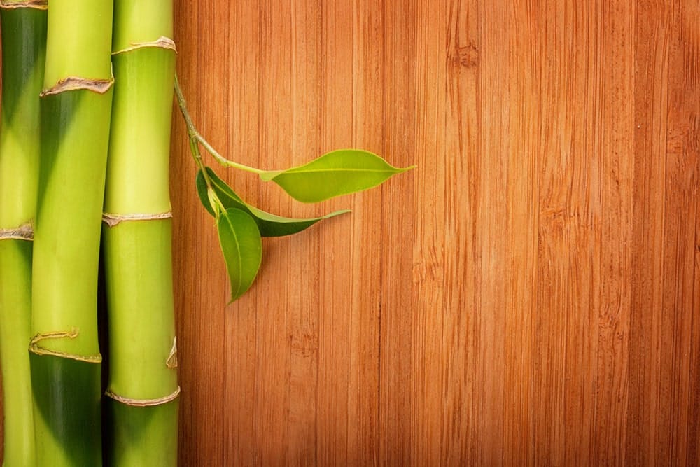 Quelle colle pour coller du bambou ?
