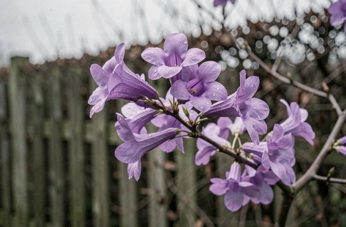 Branche de paulownia avec fleurs violettes en trompette et gouttelettes de rosée matinale