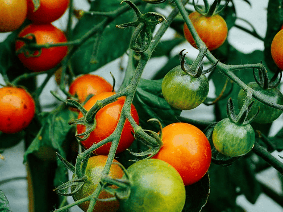 Quand traiter les tomates au bicarbonate de soude ?