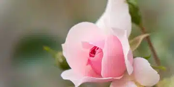 pink and white flower in tilt shift lens